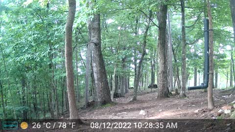 The Woods – 08/13/2022