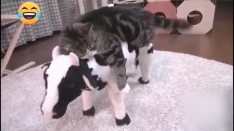 Best funniest Animals