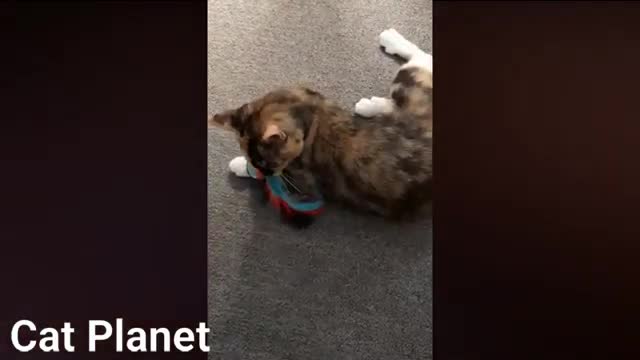 Funny cats playing togeher