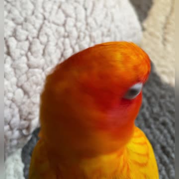 Introducing two birds: day one