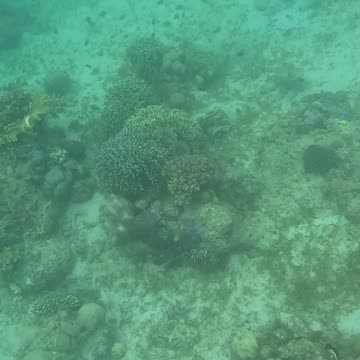 Snorkeling Adventures Philippines. The reef is growing fast, so many new corals, color, and life!!