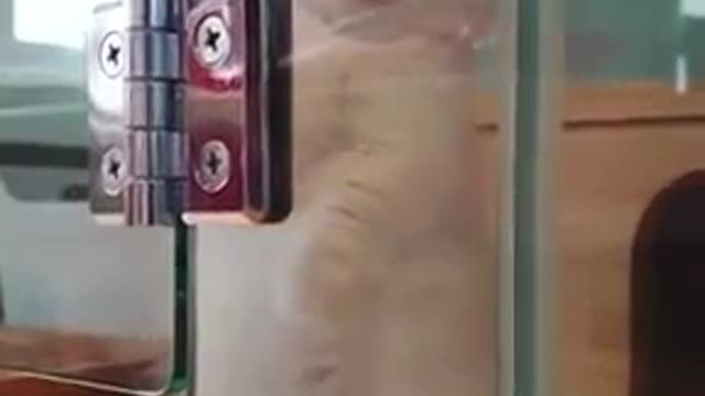 Cute Cat and Cute Kitten Videos