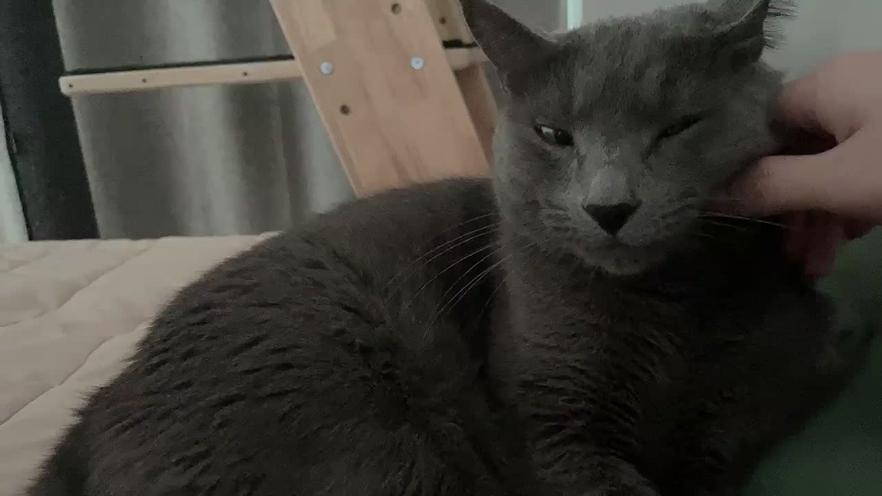 sleepy cat blinks its eyes