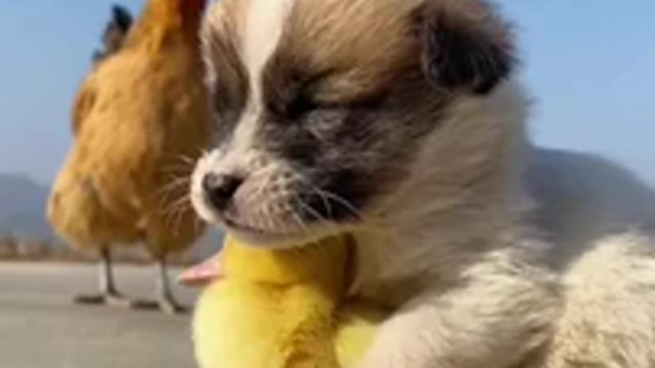 Funny Animals Video