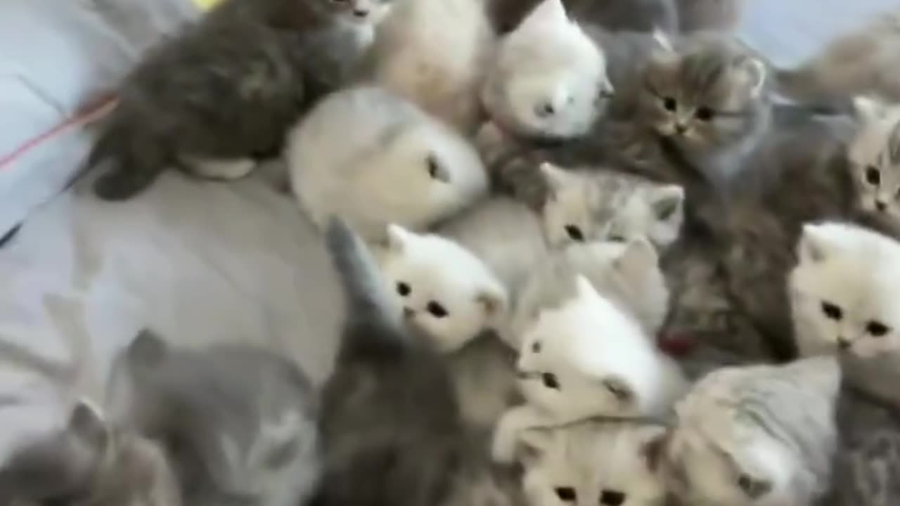 What adorable little cats