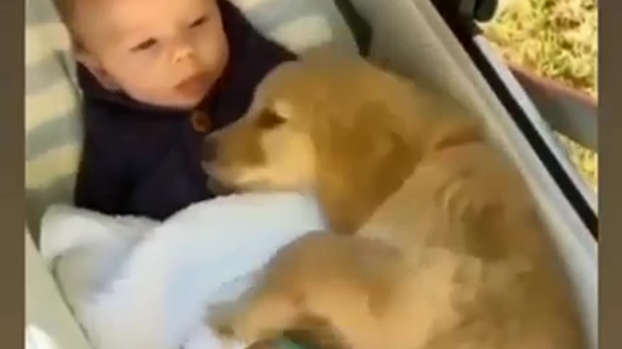 Dog and little baby