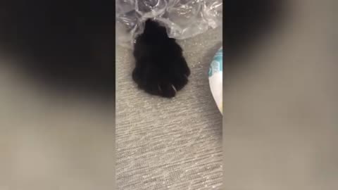 Funny cat video