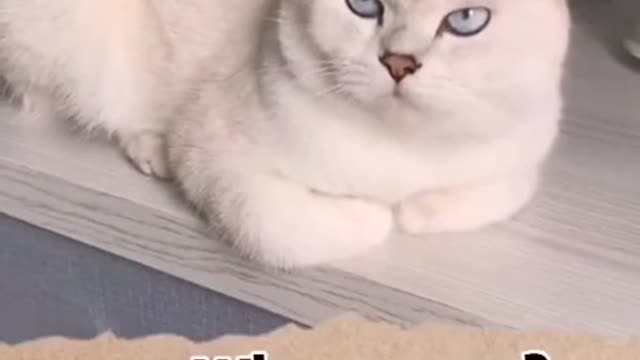 Cats are so funny cat video Best Funny Pet Videos Of The - Cute 😹 Cats