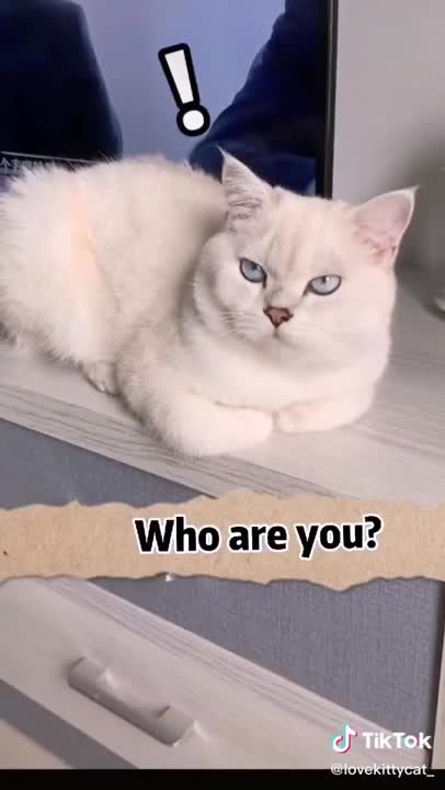 Cats are so funny cat video Best Funny Pet Videos Of The - Cute 😹 Cats