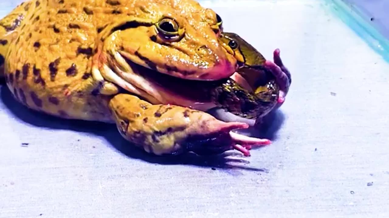 Asian bullfrog vs big snake