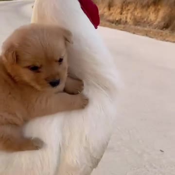 Lovely Chicken and cutie dog