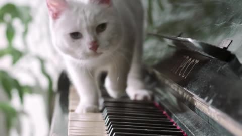 cat play the piano