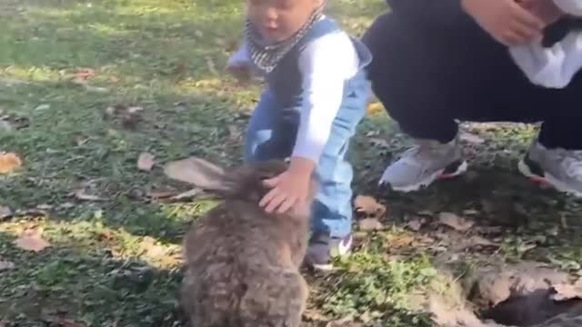 Friendly rabbit 🐇 playing with kid