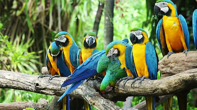 Makaw bird group in forest.