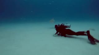 Tiger beach, Bahamas