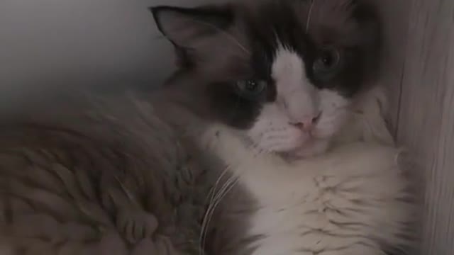 Lazy Cat hide in a pet dryer