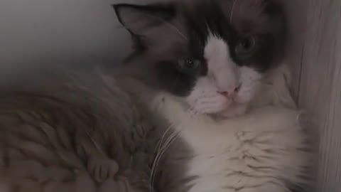 Lazy Cat hide in a pet dryer