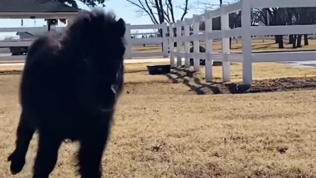 Mini Pony Has The Cutest Way Of Asking For Pets