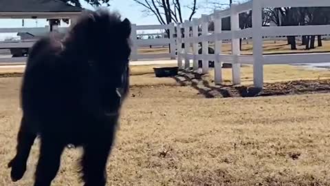 Mini Pony Has The Cutest Way Of Asking For Pets