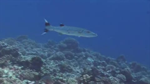 barracudas in freedom of the sea