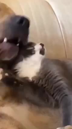 the love between the races