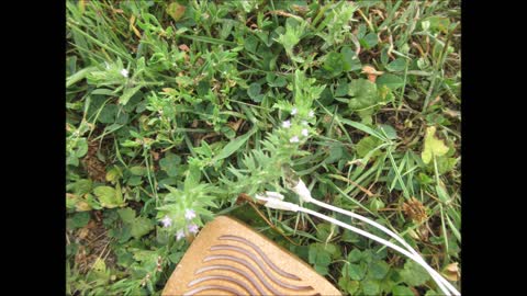 Eye Catching Beauty Bracted Vervain May 2021