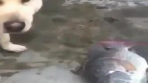 A dog that can catch fish