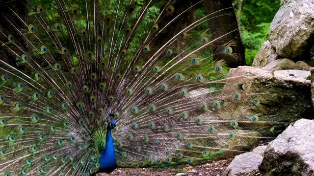 Indian peafowl