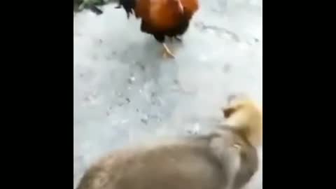 Cock fight dog