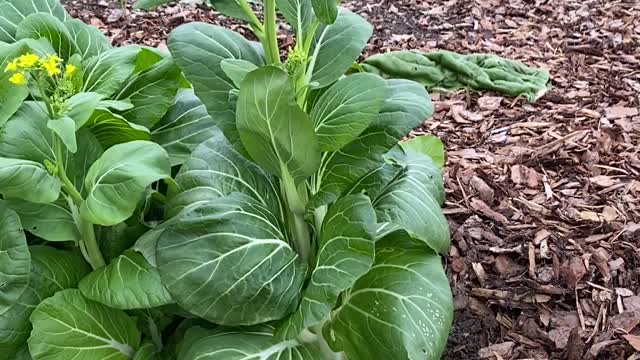 The Bountiful Bok Choy!