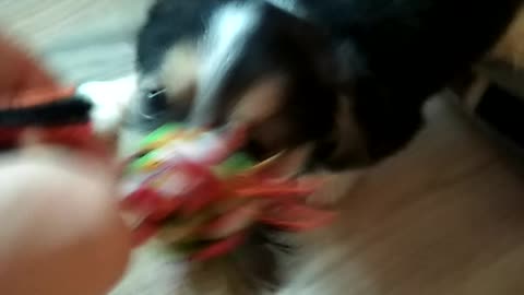 Very angry dog)