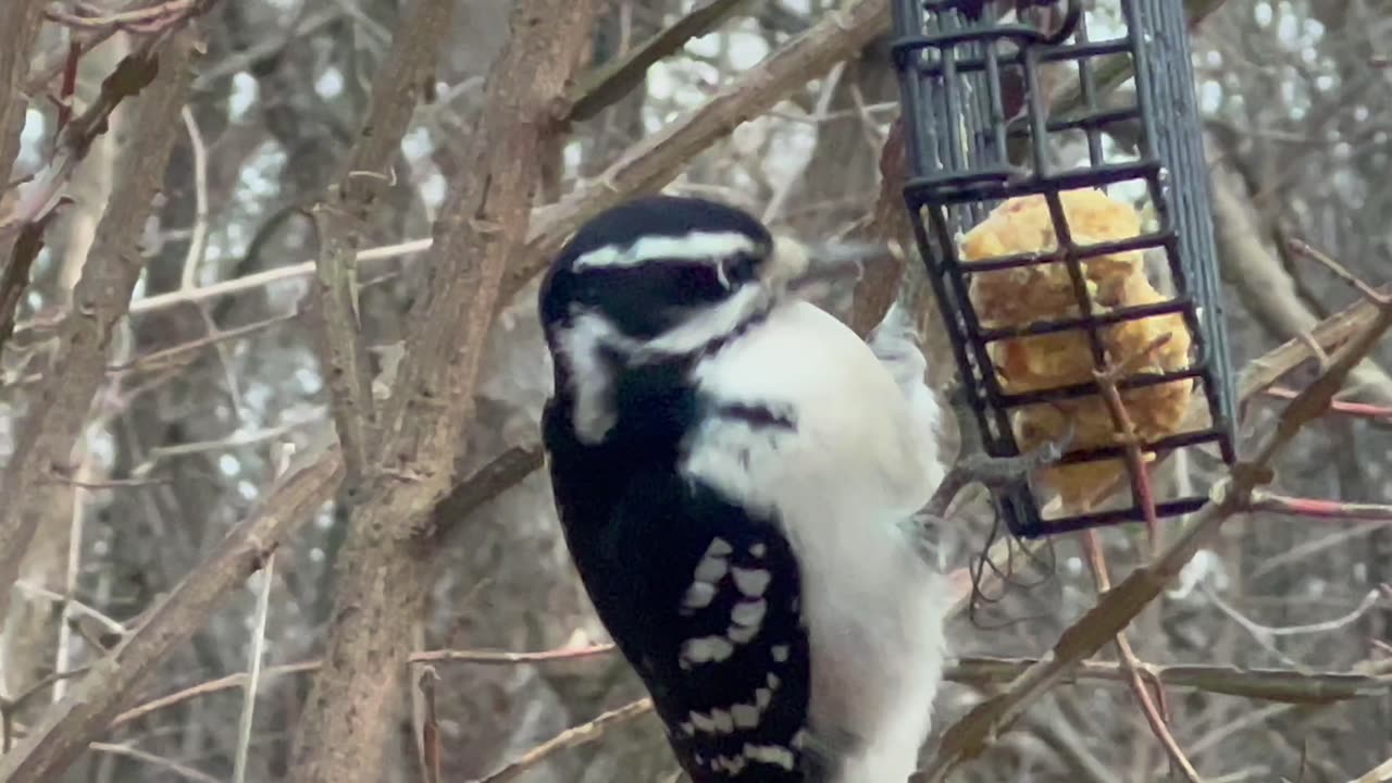 Hairy Woodpecker close up