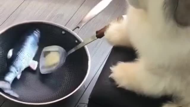 Funniest and Cutest Puppies, Funny Puppy Video