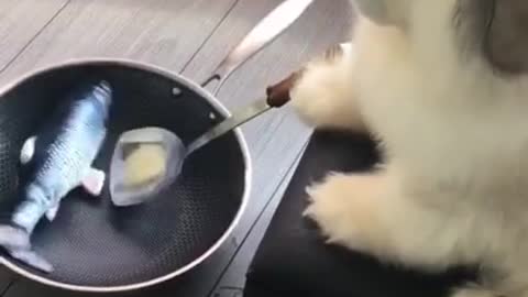 Funniest and Cutest Puppies, Funny Puppy Video