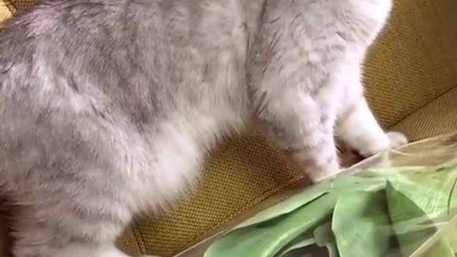 Funny and Cute Cat's Life 👯😺 Cats and Owners are the best friends Videos