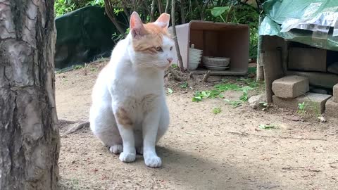 Cat living in the park