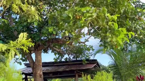 Harvesting cotton fruit (SANTOL) I Sinigang I Sinantolan