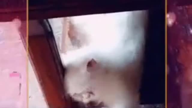 cat video-cute cat video #shorts #beautiful #animal #sweet