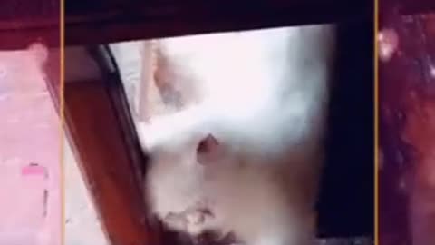 cat video-cute cat video #shorts #beautiful #animal #sweet