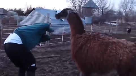 Funny animals 🤣🤣