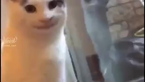4 - This cat is literally very cute