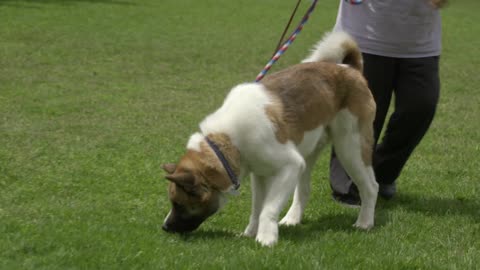 AKITA THE JAPANESE BEAR DOG