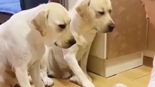 Smartest Doggo in the world
