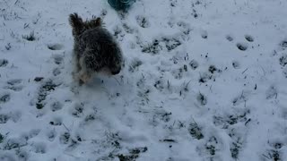 Yorkie fun