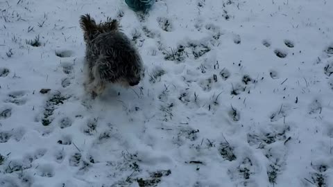 Yorkie fun