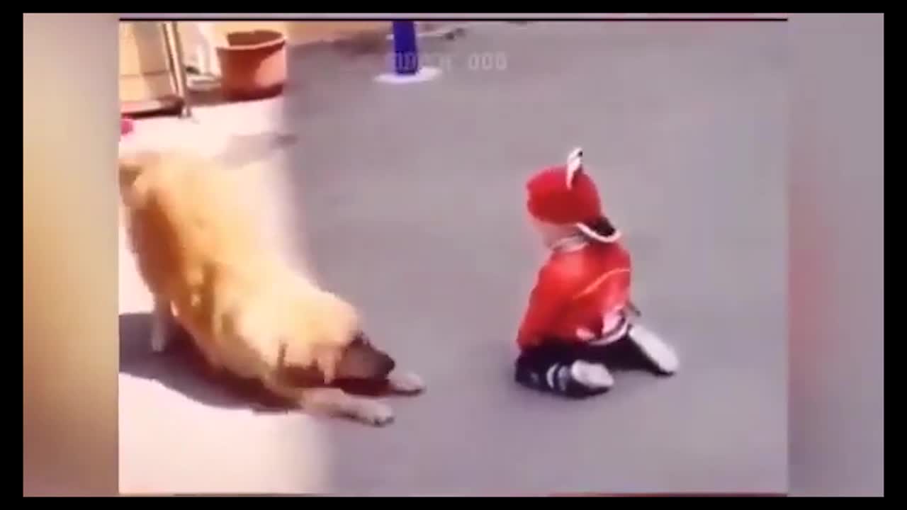 FUNNY CAT AND DOG21