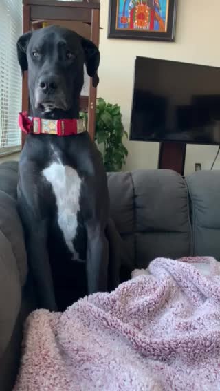 Sleepy Great Dane Trying to Stay Awake