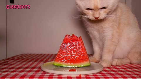 Cat ASMR: Watermelon munchies