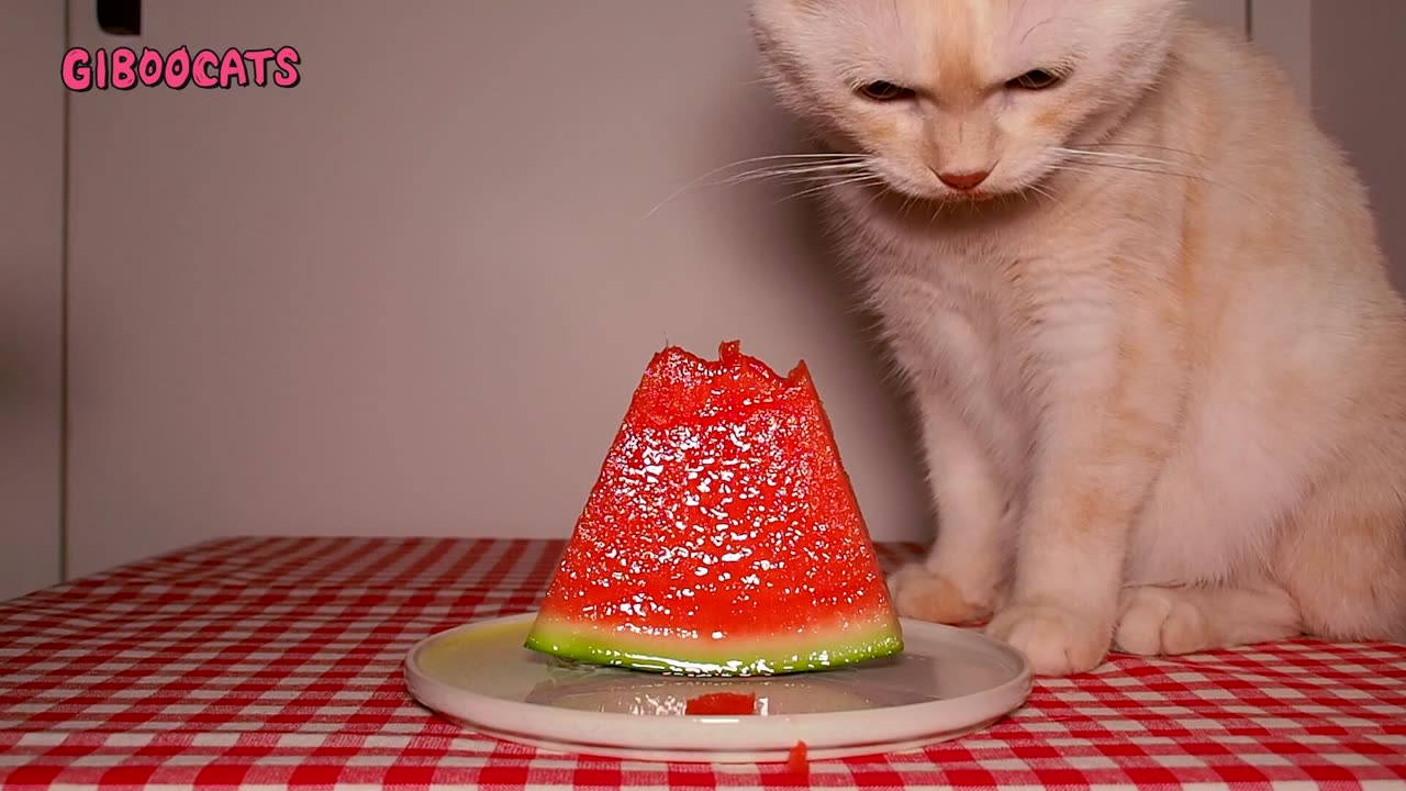 Cat ASMR: Watermelon munchies