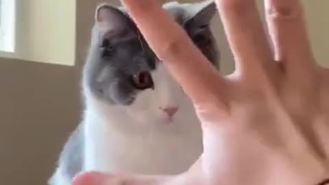 Confused Cat [Magic Trick]